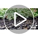 Kaytee Shelled Peanuts for Cardinals, Blue Jays, Woodpeckers and Other Outside Wild Birds, 11 Pounds