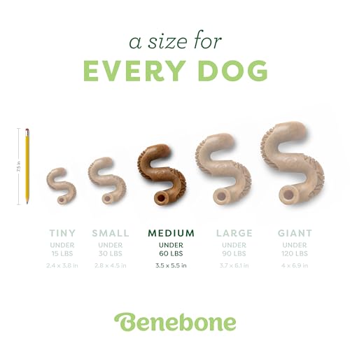 Benebone Tripe Bone Durable Dog Chew Toy for Aggressive Chewers, REAL Beef, Made in USA, Medium