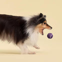 Playology Dog Toys | Squeaky Chew Ball for Dogs, Value 3-Pack | Bacon Scented Small Dog Balls | Bouncy Floating Chew Toys for Fetch