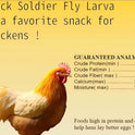 Classic Flock 11 lb Black Soldier Fly Larva - BSFL is a high Calc-Rich Chicken Feed with More Calcium Than mealworms.It is a Pure Natural Food that Provides high Protein for Chickens and Birds
