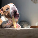 EcoKind Yak Cheese Himalayan Dog Chews, Yak Chews for Large Dogs, Long Lasting Bone for Aggressive Chewers, 3 Ingredients, Natural High Protein Treats, No Additives, Lactose Free, Large - 4 Chews