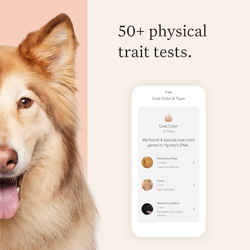 Wisdom Panel Premium Dog DNA Testing Kit - Most Comprehensive Test - 265+ Health Tests, 430+ Dog Breeds, 50+ Traits, Relatives, Ancestry, 1 Pack