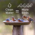 Microbe-Lift Bird Bath Clear Two-in-One Water Cleaner – 4 Oz – Safe for Birds, Fish & Frogs – Cleans Outdoor Birdbaths & Fountains – Natural Formula, Prevents Stains & Cloudiness