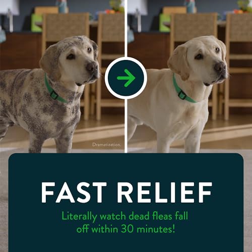 Capstar for Dogs (nitenpyram), Fast-Acting Oral Flea Treatment for Dogs Over 25+ lbs, Vet-Recommended Flea Medication Tablets Start Killing in 30 Minutes, 6 Doses | Ideal for Dogs 25+ lbs; Oral Tablet, No Mess; 6 doses; Fast Flea Knockdown