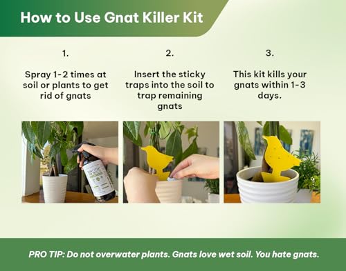 Kate's Home & Garden Plant Spray for Insects & Gnats, 12 Sticky Traps, 16oz | Pet Safe, Non Toxic, Peppermint Fungus Gnat Killer & Bug Spray for Indoor Plants