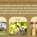 Bulk Dried Mealworms 10Lb Bag -Premium Non-GMO Dried Mealworms for Chicken, Nutritious High Protein - 100% Natural for Laying Hens, Birds, Ducks, Chicken Feed