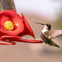 Hummingbird Nectar Food Concentrate Makes 64 oz