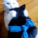 Cat Wrestling Glove Puppet – Interactive Hand Mitt with Durable Protective Sleeve and Catnip - Play & Enrichment