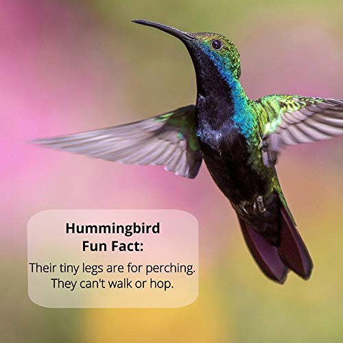 Sapphire Labs Naturally Fresh Hummingbird Nectar with Nectar Defender Lasts Longer in Hummingbird Feeders | Easy to Use Powder | Makes 96 oz of Clear Hummingbird Nectar