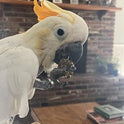 Harrison's Bird Foods Nuggies Treats - A Revolutionary High Potency Nuggets Treat Designed to Support Bird Health and Diet Transitions, 196g