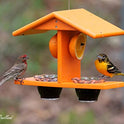 Oriole Bird Feeder, Double-Cup Jelly Oriole Feeder with Pegs for Orange Halves (Orange)
