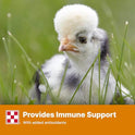 Purina Start and Grow | Non-Medicated Chick Feed Crumbles | Nutritionally Complete - 5 Pound (5 lb) Bag