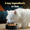 Cesar Simply Crafted Adult Wet Dog Food Toppers for Dry Food, Chicken, 1.3 oz Tubs, 10 Count