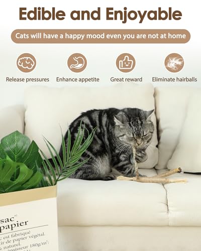 Tocirelo Silvervine Sticks Cat Toys - 6Pack Natural Cat Chew Toy Teeth Cleaning, Matatabi Dental Care Kitten Treat, Catnip Cat Teething Toys, Catmint Silver Vine Sticks for Bored Indoor Kitty