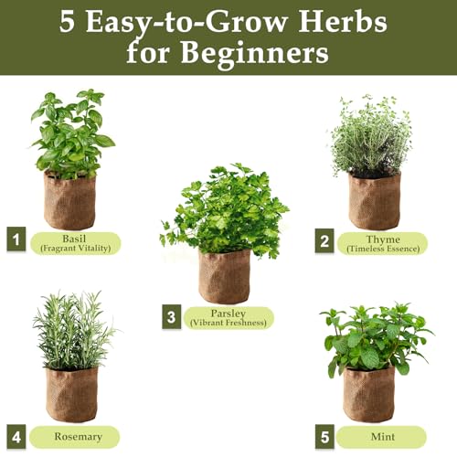 5 Herb Garden Planter Indoor with Wooden Box, Home Kitchen Seed Starter Kit Including Basil, Thyme, Parsley, Rosemary, Mint, Birthday, Mothers Day, House Warming, Gardening Gifts for Women, Mom - Mart Station