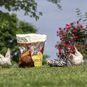 Manna Pro Ultimate Chicken Scratch Feed, Nutrient-Rich Scratch Grain Treat for Chickens and Poultry, Natural Multigrain Blend for Backyard Flocks and Laying Hens, Made in USA, 10 lb Bag