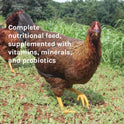 New Country Organics | Corn-Free Classic Layer Chicken Feed for Laying Hens | Corn-Free and Soy-Free | 17% Protein | Certified Organic and Non-GMO Chicken Food | 25lbs Bag