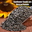 Old Potters Wildlife Black Oil Sunflower Seeds for Birds and Wildlife, Non-GMO & USA Grown on Small Farms (12 lbs)