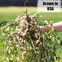 Old Potters Organic Shelled Peanuts, 10 lbs for Birds and Squirrels. USA Grown Non-GMO, Raw, Wildlife Grade