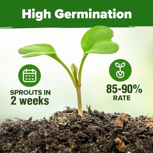 HOME GROWN Herb Seeds 32 Medicinal Herbs and Tea Variety Pack | Annual & Perennial Herb Seeds for Planting Indoors & Outdoor – Non-GMO, Easy to Grow, High Germination Garden Kit