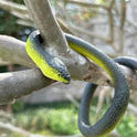 Fake Snake Soft Rubber Snake Toy, 4 Pieces Realistic Plastic Snakes for Garden to Keep Birds Away, Novelty Toys for Playing Jokes Prank Stuff Props for Halloween April Fools Party Favor