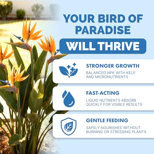 Bird of Paradise Fertilizer – Liquid Plant Food for Bigger Tropical Leaves, Stronger Roots & Healthy Upright Growth, 8 oz
