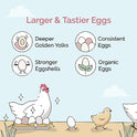 Mile Four Organic Chicken Feed – Starter Chick Mash, Non-GMO, USA Grown, 21% Protein, Corn-Free, Soy-Free, Non-Medicated Chick Feed, 2 lb Sample
