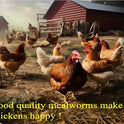 Classic Flock 5lb Dried mealworms - High Protein, Pure Natural, Delicious - Ideal for Chickens, Birds, Ducks, Lizards, Turtles, Fish, and Reptiles, 5lb Meal Worms
