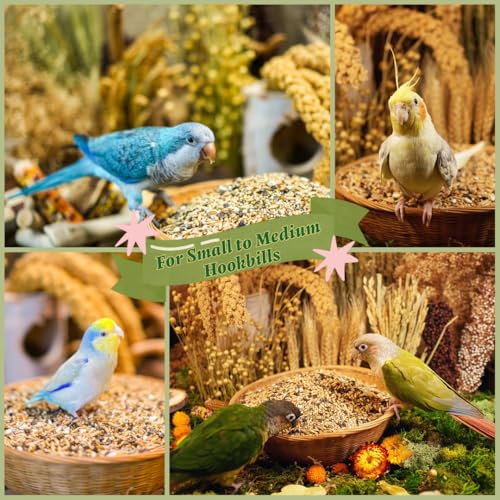 Premium Parrot Food| Protein-Rich Low-Fat Formula | Cockatiel, Conure, Lovebird, Quaker, Parrotlet | No Corn, Soy, Peanuts | Gourmet Whole Grains & Seeds | Daily Maintenance Blend (1 lb)