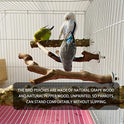 5PCS Bird Perch Stand Natural Wooden Parrot Stand Branch,3 Grape Wood Perch,2 Stand,Paw Grinding Fork Parakeet Chewing Stick Exercise Training Branches for Cockatiels,Small Medium Birds