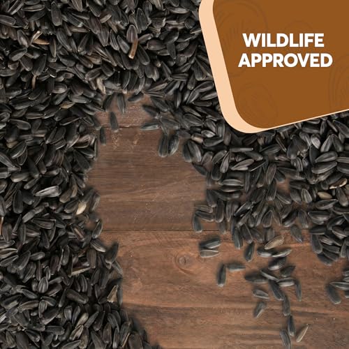 3 LB Black Oil Sunflower Seeds for Birds – Premium Wildlife & Bird Food – Grown in USA - Non-GMO - Black Oil Sunflower Seeds for Wild Birds and Backyard Feeders