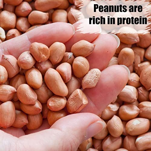 Old Potters Organic Shelled Peanuts, 10 lbs for Birds and Squirrels. USA Grown Non-GMO, Raw, Wildlife Grade