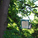 Wildlife Sciences Woodpecker Suet Cake 10 Pack for Wild Birds