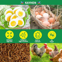 KAYHEN Dried Black Soldier Fly Larvae 10LB Non-GMO BSF Larvae for Chickens More Calcium Than Mealworms High-Protein Chickens Treats for Layer Hens Wild Birds Ducks