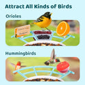 NETVUE by Birdfy Pro Perch - Wider Extension Perch to DIY Add-ons Including Suet Ball, Mini Hummingbird Feeder, Fruit Holder, Jelly Feeder and Welcome Card, Ideal for Bird Lover (Blue)