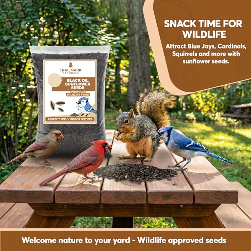 6 Pound Black Oil Sunflower Seeds for Birds – Premium Wildlife Food – Non - GMO -Grown in the USA - Black Oil Sunflower Seeds for Wild Animals and Backyard Feeders