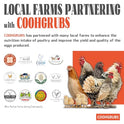COOHGRUBS Black Soldier Fly Larvae for Chickens – 100% Natural Non-GMO Grubs, 85X More Calcium Than Dried Mealworms – Clean, Nutritious & Delicious High-Protein Poultry & Bird Treats, 10-lb Box