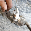OurPet's Play-N-Squeak Teathered & Feathered Play Wand Cat Toy, for All Breed Sizes