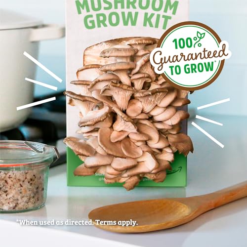 Back to the Roots Organic Oyster Mushroom Grow Kit, Harvest Gourmet Mushrooms In 10 Days