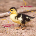 Manna Pro Duck Starter Grower Crumble | Non-Medicated Feed for Young Ducks | Supports Healthy Digestion | 25 Pounds
