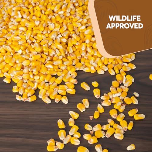 Whole Corn 10 LB– Premium Bird Seed & Wildlife Feed for Ducks, Deer, Squirrels, Chickens, and Turkeys – Whole Corn for Wild Birds – Grown in USA