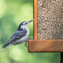Morning Song Sunflower Hearts & Chips Wild Bird Food, No Mess Sunflower Seeds for Birds, 5.5-Pound Bag