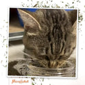 Meowijuana Catnibas Catnip Pawty Mix Jar | Premium Cat Nip for Cats with Silvervine, Passion Flower, Chamomile, Dandelion & Valerian Root | High Potency Catnip | 60g