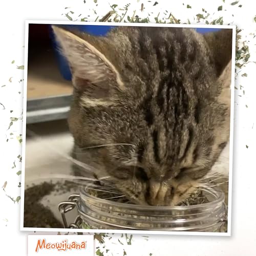 Meowijuana Catnibas Catnip Pawty Mix Jar | Premium Cat Nip for Cats with Silvervine, Passion Flower, Chamomile, Dandelion & Valerian Root | High Potency Catnip | 60g