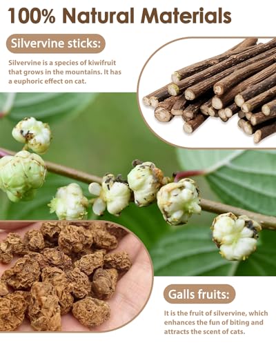 Tocirelo Silvervine Sticks Cat Toys - 6Pack Natural Cat Chew Toy Teeth Cleaning, Matatabi Dental Care Kitten Treat, Catnip Cat Teething Toys, Catmint Silver Vine Sticks for Bored Indoor Kitty