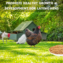 Dried Mealworms 10LB Pure Natural Non-GMO Mealworms for Chicken Ducks and Wild Birds High Protein Chicken Feed and Bird Food