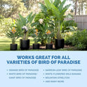 Bird of Paradise Fertilizer – Liquid Plant Food for Bigger Tropical Leaves, Stronger Roots & Healthy Upright Growth, 8 oz
