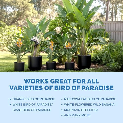 Bird of Paradise Fertilizer – Liquid Plant Food for Bigger Tropical Leaves, Stronger Roots & Healthy Upright Growth, 8 oz
