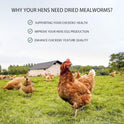 Dried Mealworms 10LB Pure Natural Non-GMO Mealworms for Chickens High Protein Chickens Feed Meal Worms for Laying Hens Wild Birds