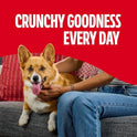 Milk-Bone Peanut Butter Flavor Dog Biscuits, Naturally & Artificially Flavored, 7 Lb. Box